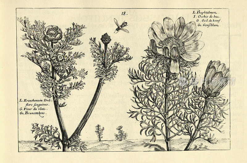 植物艺术版画细长叶银莲花，阿多尼斯的花，从Hortus Floridus由Crispin de Passe, 17世纪